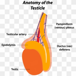 Testicles Png - Heart Anatomy, Transparent Png - 767x852(#5003290 ...