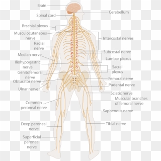 Primary Spinal Cord Tumours - Nervous System, HD Png Download