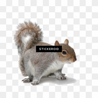 Grey Squirrel White Background , Png Download - Squirrel On White Background, Transparent Png