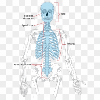 Bones That Make Up The Axial Skeleton - Axial Skeleton And Appendicular Skeleton, HD Png Download