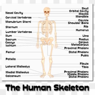 The Human Skeleton - Skeleton, HD Png Download