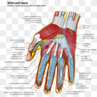 Nerves And Muscles In The Hand - Wrist And Hand, HD Png Download