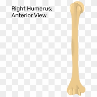 Head Of Humerus - Humerus Bone, HD Png Download