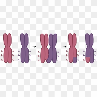 Two Homologous Chromosomes Carry Different Versions - Crossing Over Not Labeled, HD Png Download