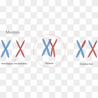 Synapsis Meiosis, HD Png Download