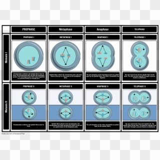 Stages Of Meiosis - Storyboard Meiose, HD Png Download