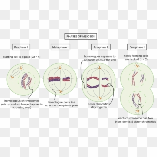The Phases Of Meiosis I - Anaphase 2 Second Life, HD Png Download