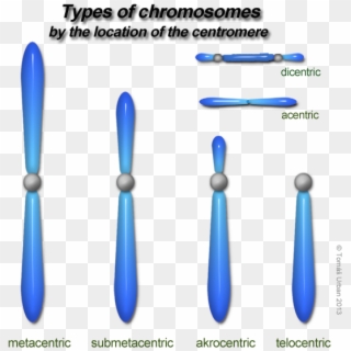 Variations In Chromosome, HD Png Download
