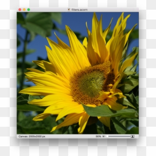 Screen Shot 2015 05 07 At - Sunflower, HD Png Download - 600x642 ...