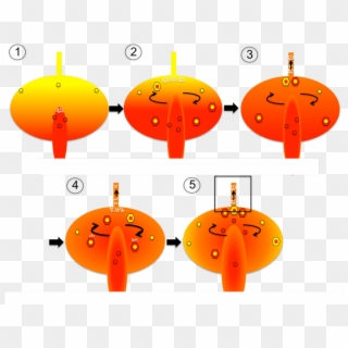 Schematic Sketch Of The Timing And Mixing Of Magma - Pumpkin, HD Png Download
