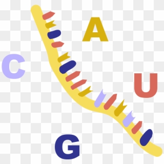 Transcribed From A Dna Template And Typically Used - Paint, HD Png Download