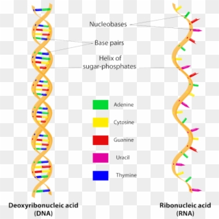 About The Mcat - Structure Of Dna & Rna, HD Png Download