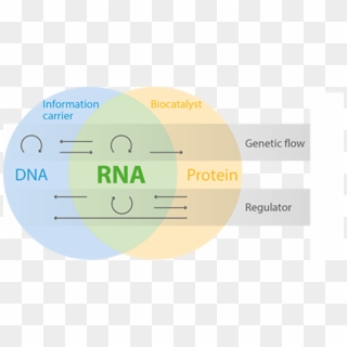 Rna Functions As A Carrier Of Genetic Information, - Circle, HD Png Download