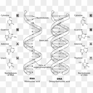 Difference Dna Rna-en Bw - Material Genetico Do Virus, HD Png Download