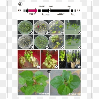 Genetic Transformation And Development Of Mulberry - Genetic Transformation Of Plants, HD Png Download