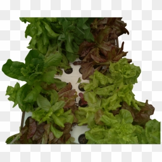 You Can Pick A Big Salad From Just 4 Or 5 Plants Leaving - Liverwort, HD Png Download