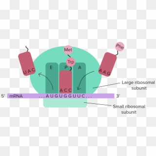 Trnas And Ribosomes - Dna Translation Diagram Labeled, HD Png Download