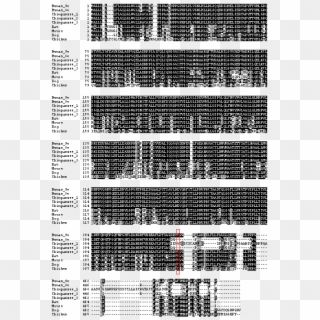 Alignment Of The Deduced Cyp2w1 Amino Acid Sequences - Monochrome, HD Png Download