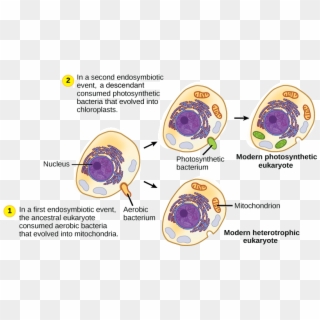 Drawing Cell Endoplasmic Reticulum - Endosymbiotic Theory Flowchart, HD Png Download