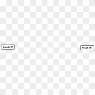 Ivory, HD Png Download