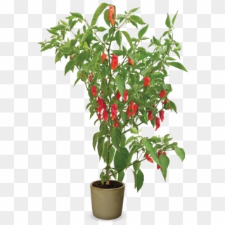 Capsicum Hot 'morich' - Flowerpot, HD Png Download