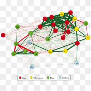 Genotypic Correlation Network Of Chili Pepper Traits - Circle, HD Png Download
