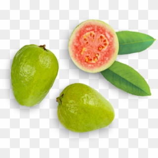 Common Guava, HD Png Download
