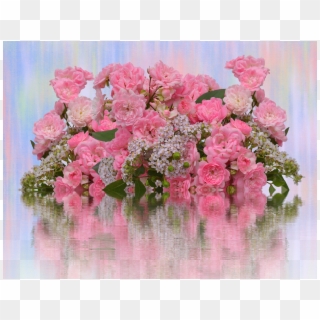 Roses,love,pink Roses,valentine's - Garden Roses, HD Png Download