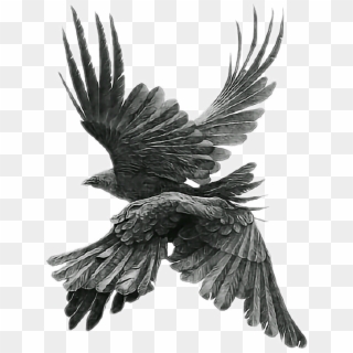 #birds #blackbird #blackbirds #bird #aesthetic #fly - Transparent Aesthetic Bird Png, Png Download