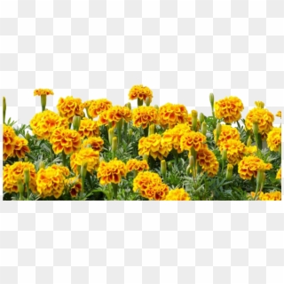 #mq #yellow #flower #flowers #border - Genda Flower Tree Png, Transparent Png
