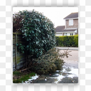 Stealth Tree - Backyard, HD Png Download