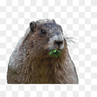 Can That Cute Groundhog Really Cause Damage - Groundhog Png, Transparent Png
