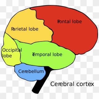 Damasio-1024x935 - Frontal Lobe, HD Png Download