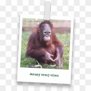 Gordon's Orang Utans - Orangutan, HD Png Download