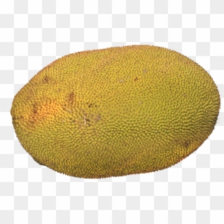 1215 X 808 - Jackfriut Png, Transparent Png