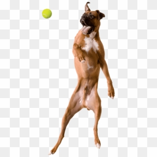 Artevite Dog Jumping - Waxwing, HD Png Download