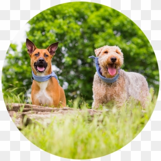 Pet Imagery By Lauren Kaplan - Airedale Terrier, HD Png Download