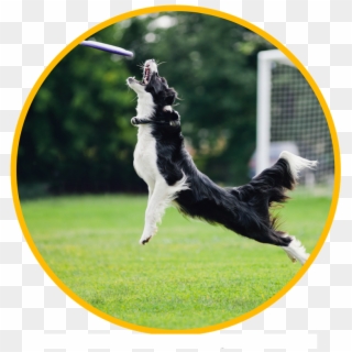 We Are The Only Dogwalking Service In Austin With A - Frisbee Perro, HD Png Download