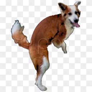 Dog Sticker - Dog Catches Something, HD Png Download