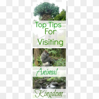 Top Tips For Visiting Animal Kingdom - Disney World, Disney's Animal Kingdom, HD Png Download
