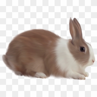 Rabbit Png Image, Transparent Png