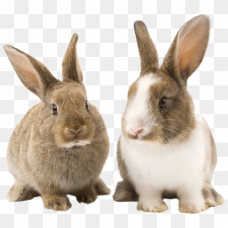 Rabbit Bunny Png Picture - Transparent Background Bunnies Png, Png Download