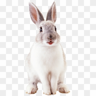 Rabbit PNG Transparent For Free Download - PngFind
