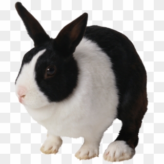 Black And White Rabbit - Rabbit Png, Transparent Png