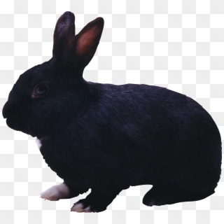 Black Rabbit - Black Rabbit Png, Transparent Png