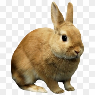 Rabbit Bunny Png Image Background - Rabbit Transparent, Png Download