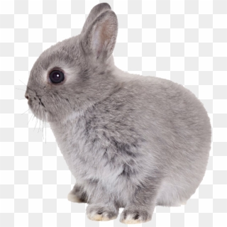 Babby Rabbit Png - Baby Rabbit Png, Transparent Png
