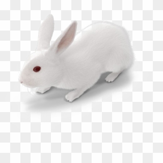 White Rabbit Png Free Download - Domestic Rabbit, Transparent Png