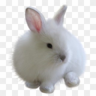 Fuzzy Sticker - White Bunny Png, Transparent Png