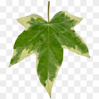 Ivy Leaf Png - Ivy Leaf Texture, Transparent Png